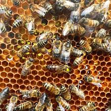 Pembrokeshire Wildflower Honey - Clear